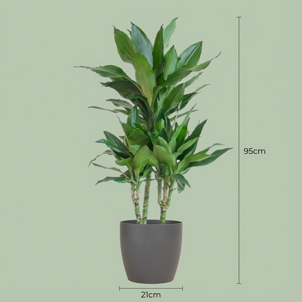 Dracaena Janet Lindt met grijze pot, groene bladeren