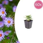 60x Aster frikartii &