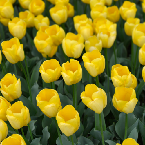 Detailfoto van Tulpenbollen Strong Gold, gele tulp, 20 stuks