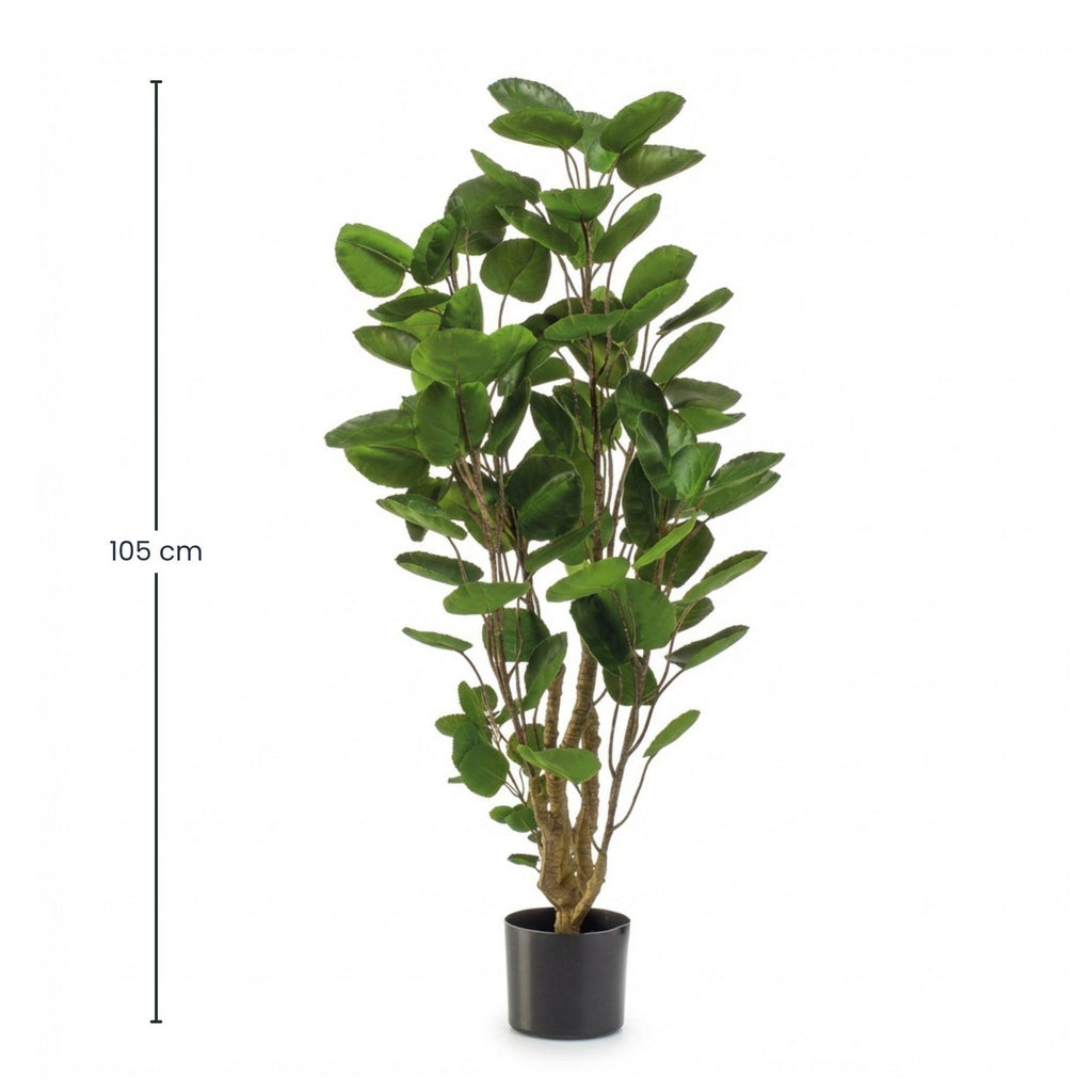 Polyscias boom, groeiwijze van de plant