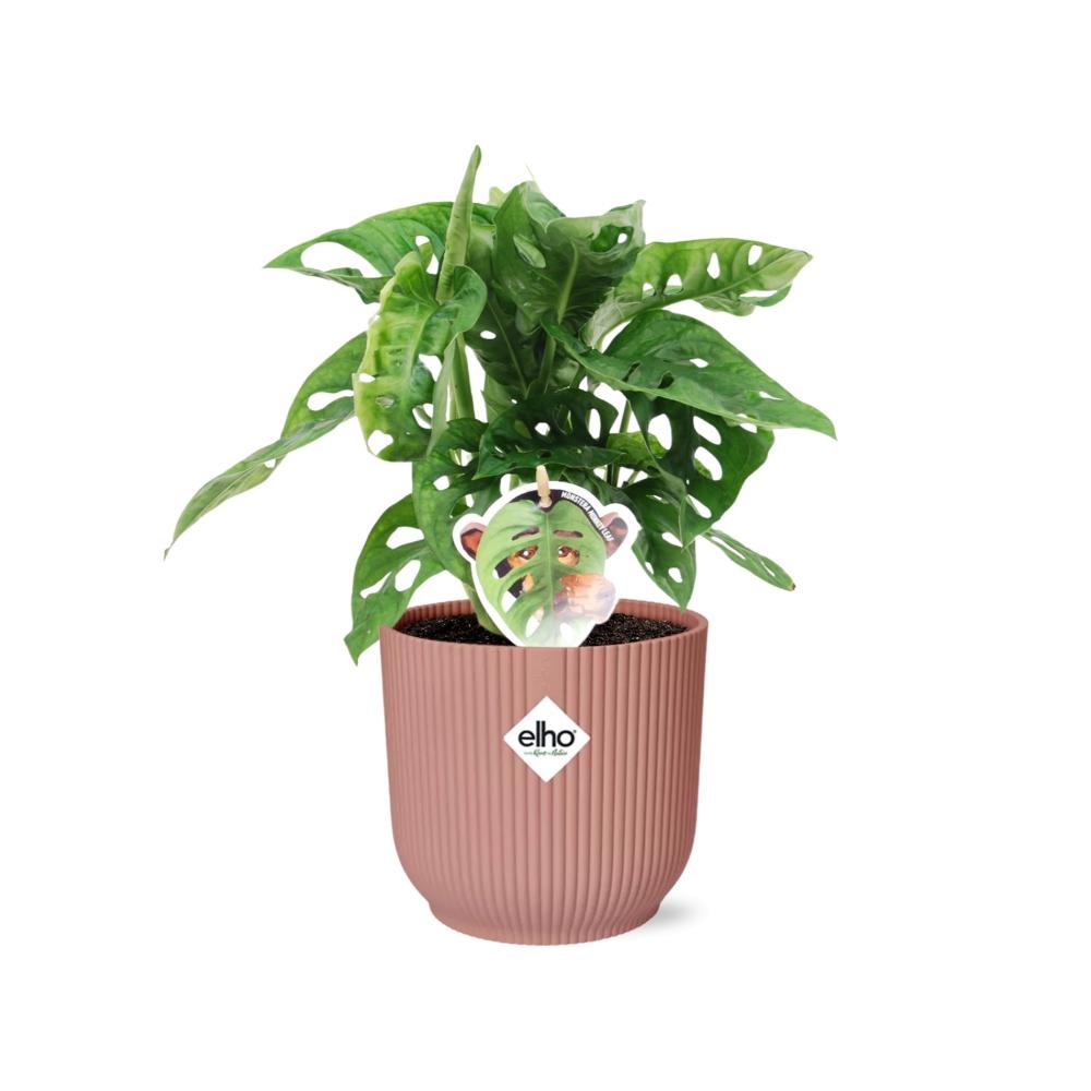 Detailfoto van Monstera ‘Monkey Leaf’ in ELHO Vibes Fold 14cm roze