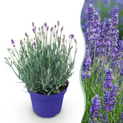 Lavandula angustifolia Hidcote, 15-25 cm hoog