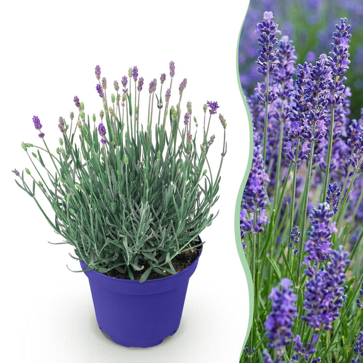 Lavandula angustifolia Hidcote, 15-25 cm hoog