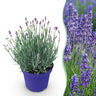 Lavandula angustifolia Hidcote, 15-25 cm hoog