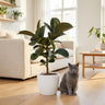 Rubberplant (Ficus Elastica Cloe)