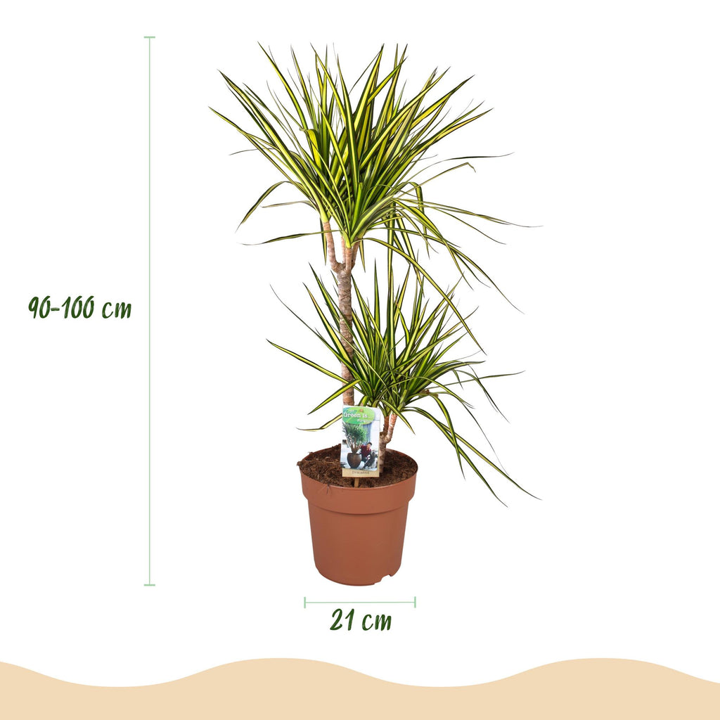 Dracaena Sunray, detail van het blad