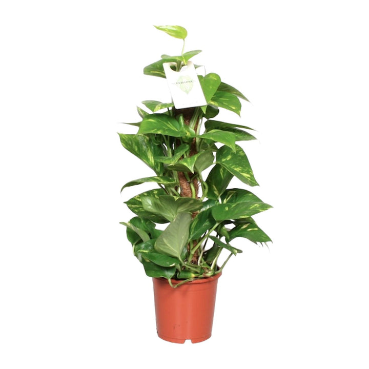 Epipremnum aureum, pothos met hartvormig blad, 60 cm hoog