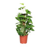 Epipremnum aureum, pothos met hartvormig blad, 60 cm hoog