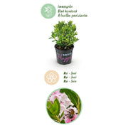 Rhododendron Bloombux &