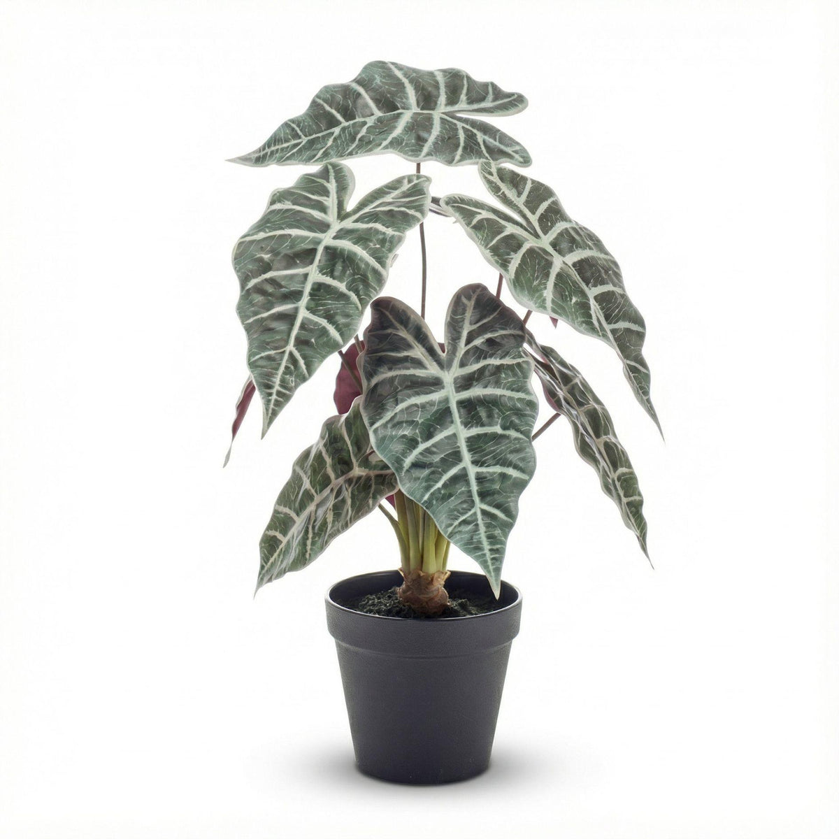 Alocasia bush in pot, detail van het blad