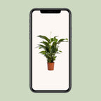 Detailfoto van Spathiphyllum Bellini