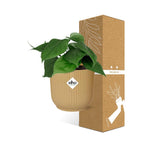 Detailfoto van Philodendron Scandens in ELHO Vibes Fold 14cm geel