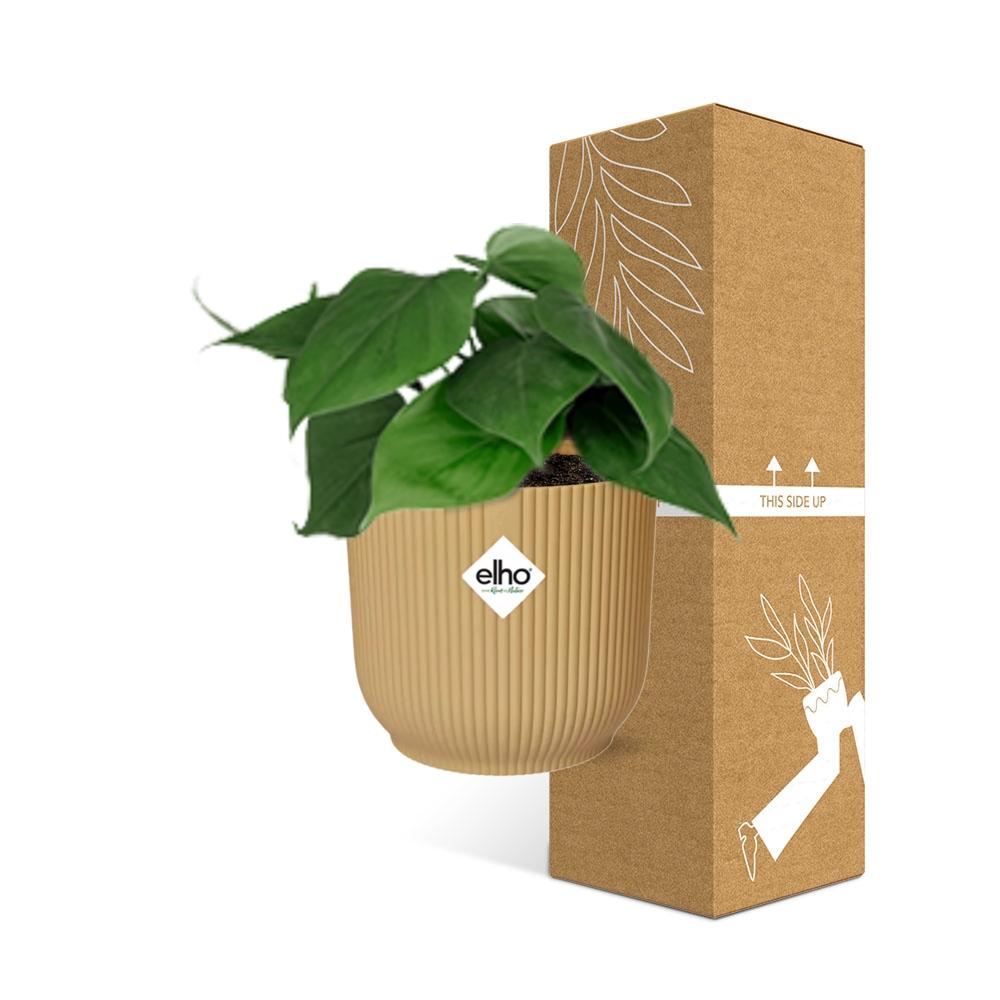 Detailfoto van Philodendron Scandens in ELHO Vibes Fold 14cm geel