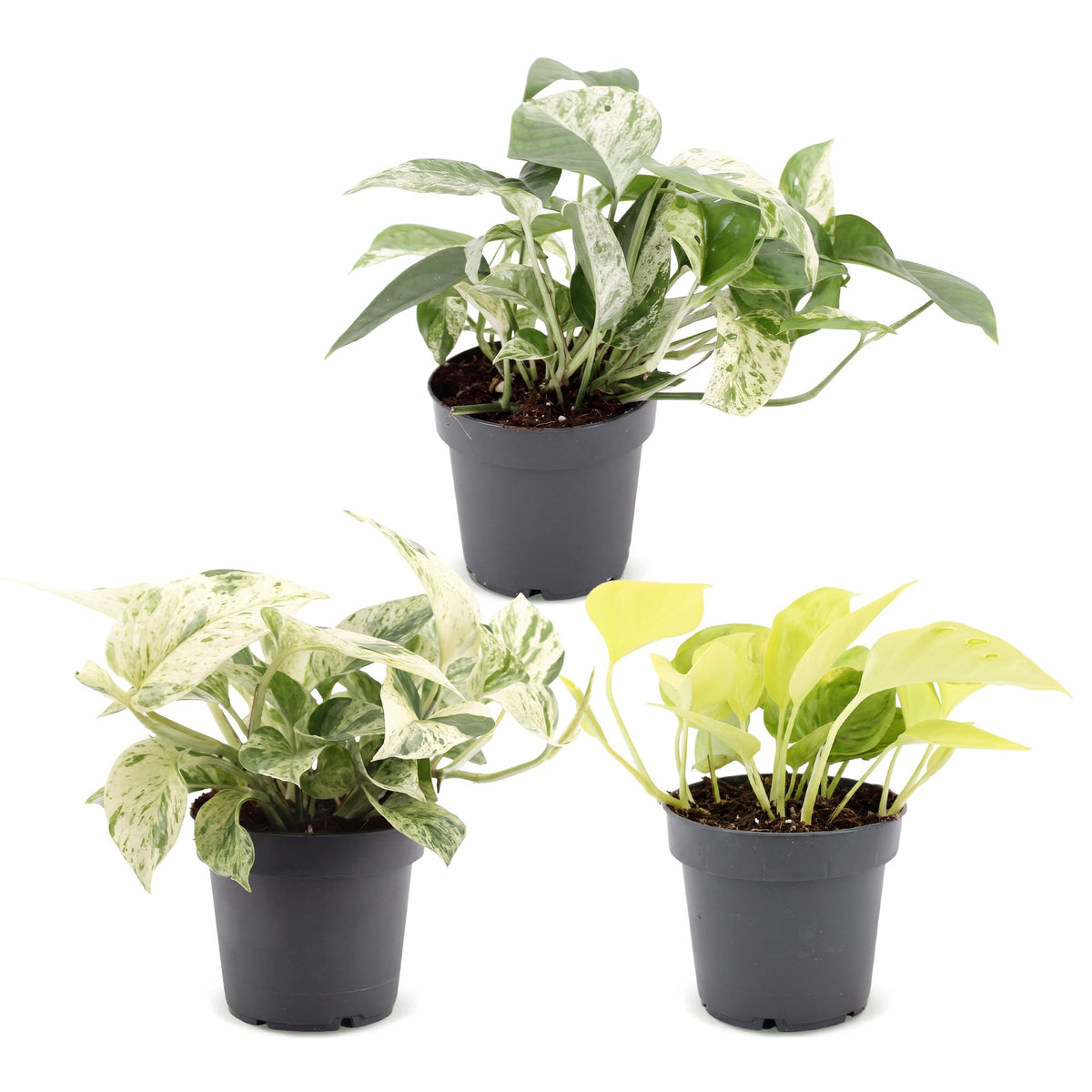 3x Epipremnum Tricolour - Geel - Groen - Creme - Tropisch - Ø6cm - ↕20-25cm, detail van het blad