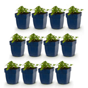 Geranium macrorrhizum &