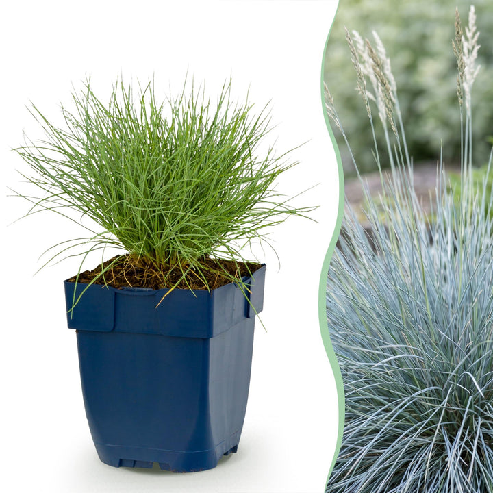 Festuca glauca - Blauwgras - Groenblijvend - Blauw - 6 Planten
