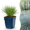 Festuca glauca - Blauwgras - Groenblijvend - Blauw - 6 Planten