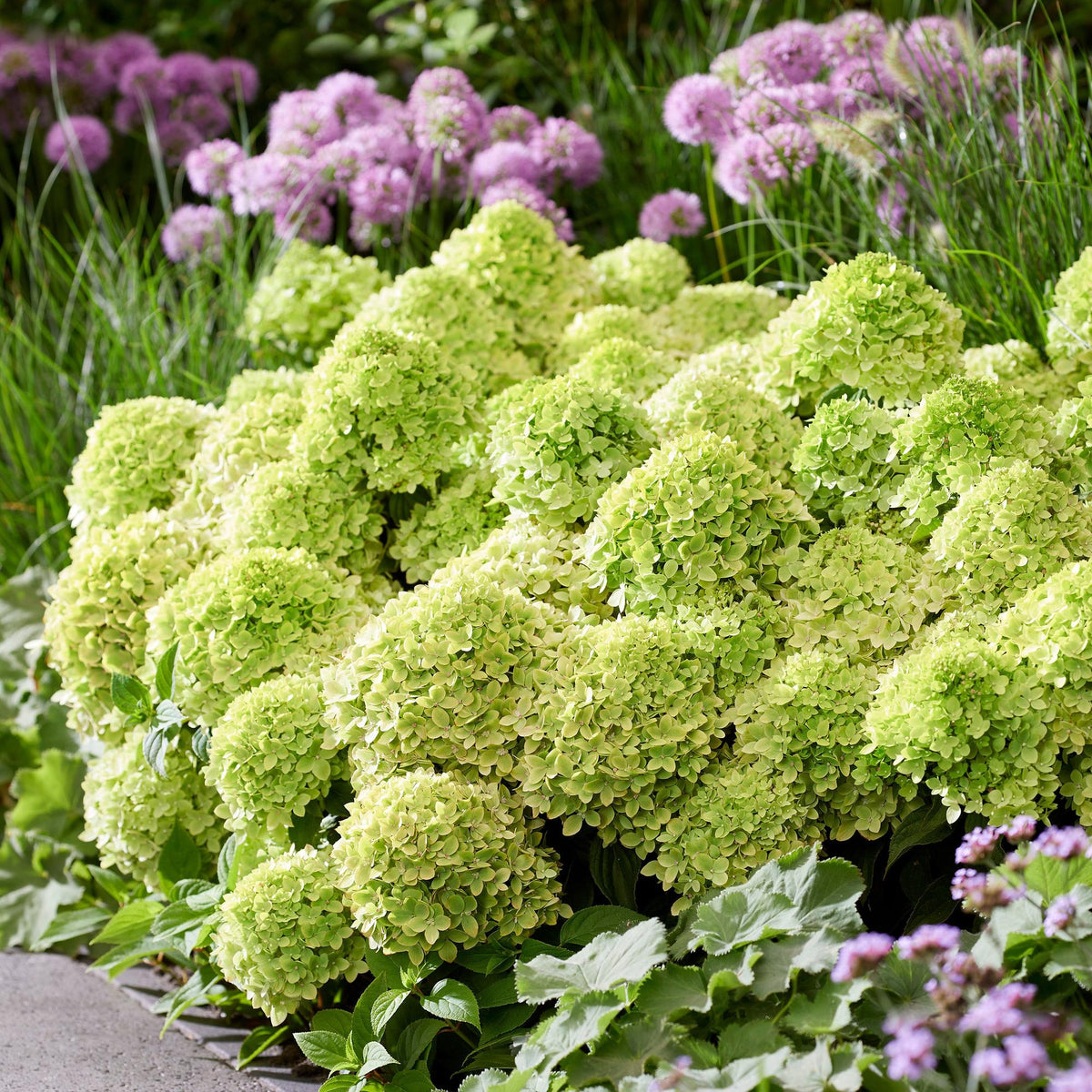 Hydrangea panniculata Groundbreaker Greeny, groeiwijze van de plant
