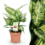 Diefenbachia Compacta, detail van het blad