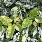 3x Baby Alocasia Tricolour Variegata - Groen - Zwart - Variegata - Tropisch - Ø6cm - ↕5-15cm, groene bladeren