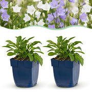 Perzikbladklokje Campanula Duo, blauw en wit, 24 stuks