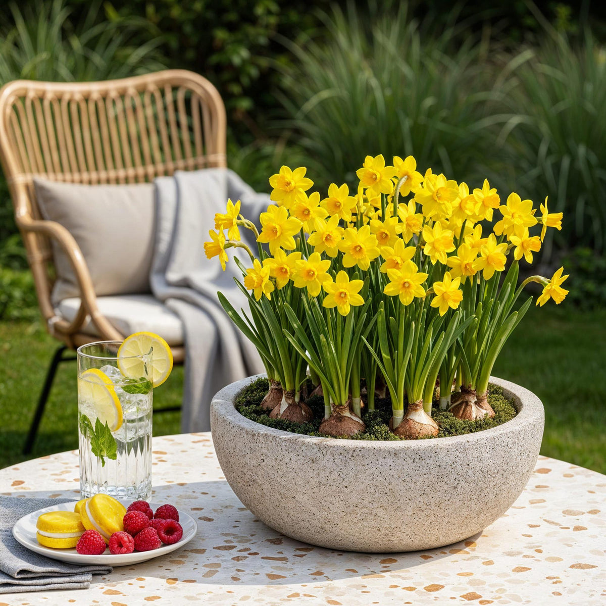 Narcis Tete, plant in pot