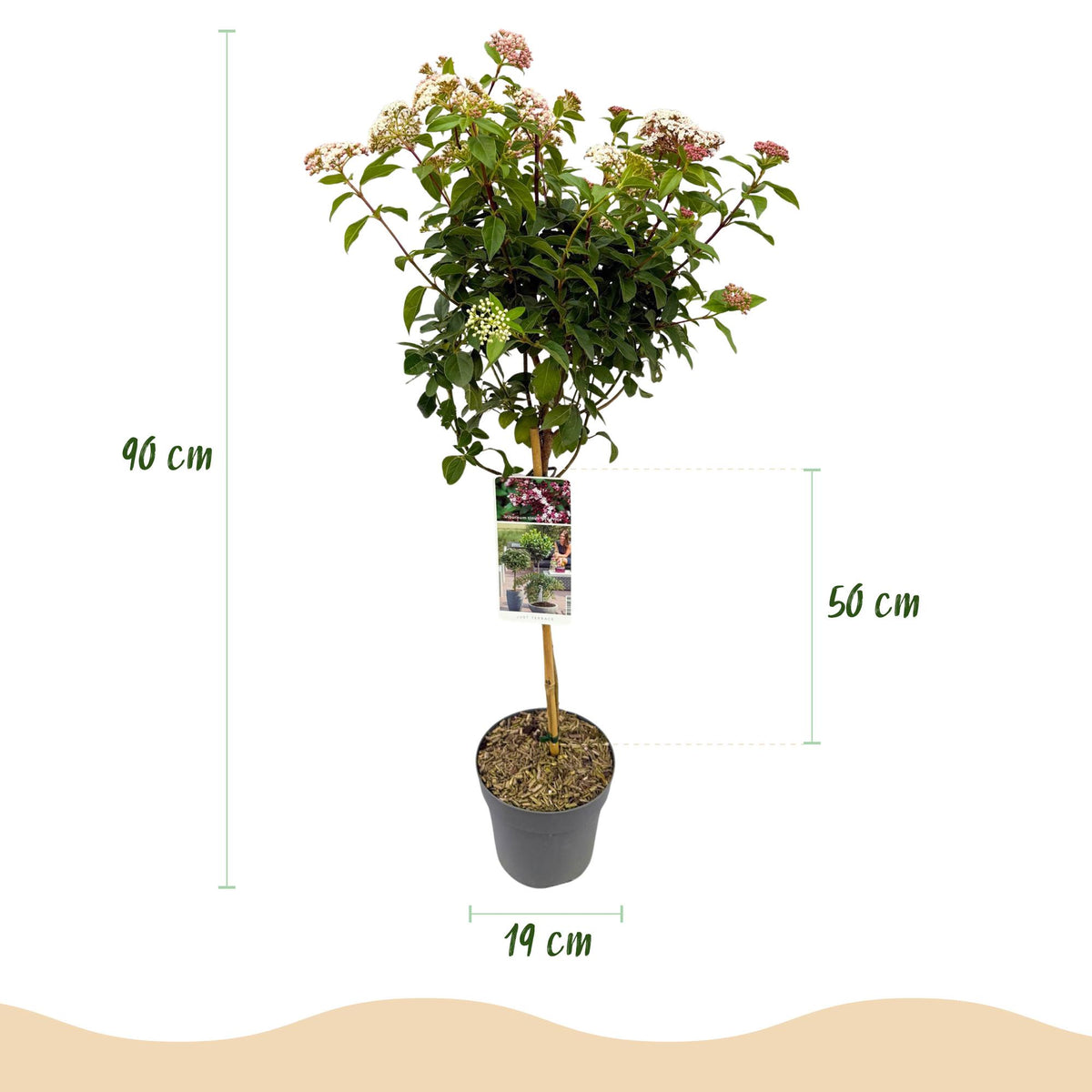 Viburnum tinus, groene bladeren