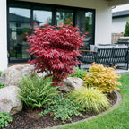 Acer palmatum Skeeters Broom, plant in pot