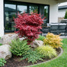 Acer palmatum Skeeters Broom