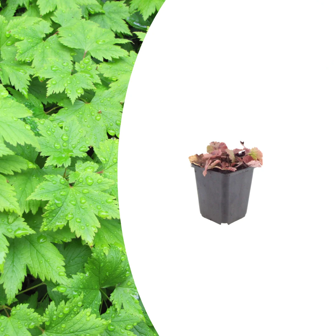 Tiarella cordifolia, groene bladeren