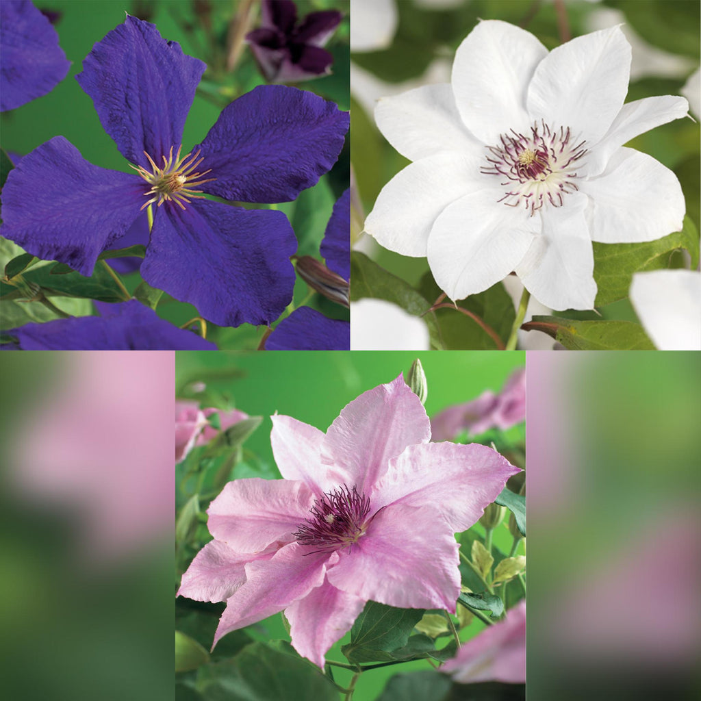 Clematis Tricolour, groene bladeren