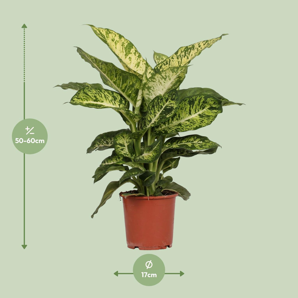 Detailfoto van Dieffenbachia Mars