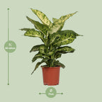 Detailfoto van Dieffenbachia Mars