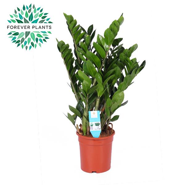 Zamioculcas Zamiifolia, plant in pot