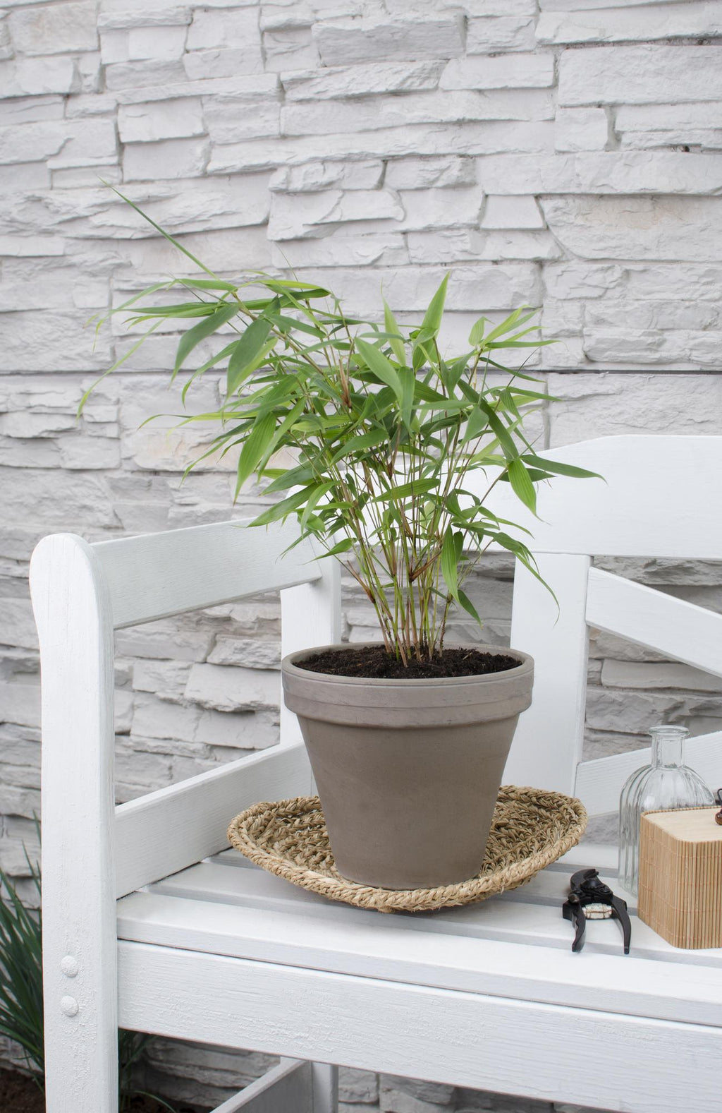 Productfoto van Fargesia robusta Pingwu, niet-woekerende bamboe