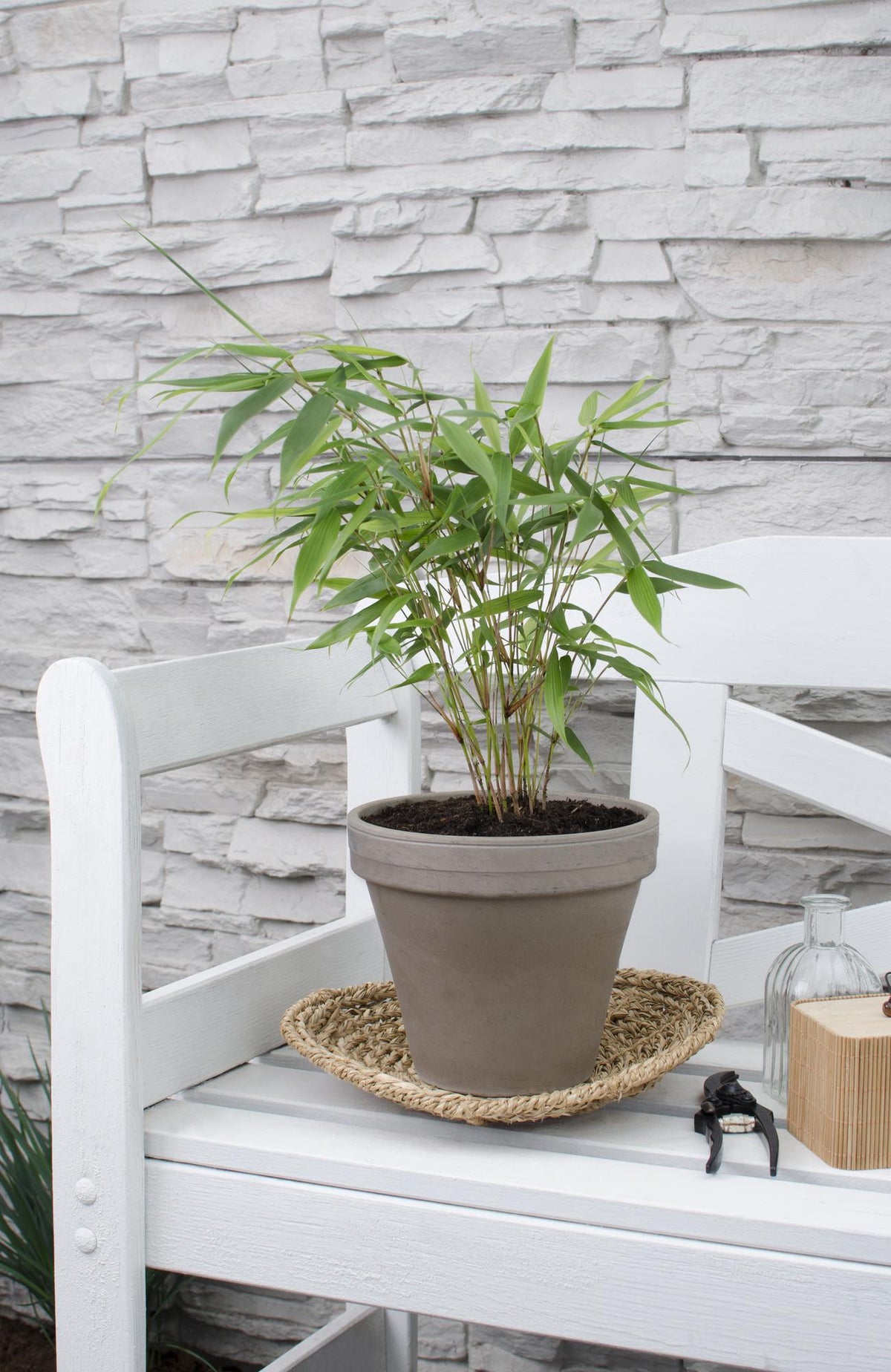Productfoto van Fargesia robusta Pingwu, niet-woekerende bamboe