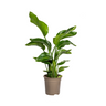 Strelitzia Nicolai