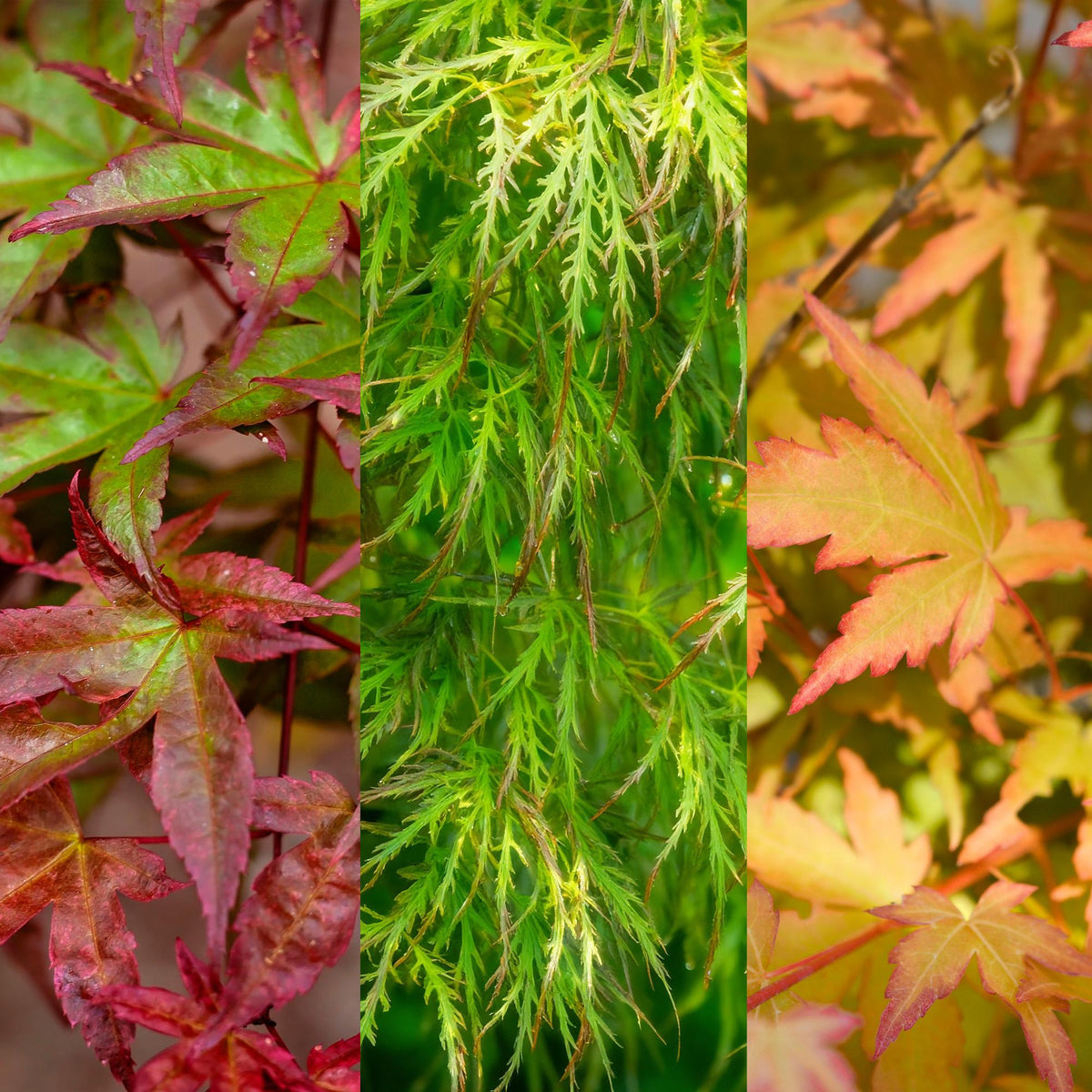 Acer palmatum Tricolour, kenmerkend blad