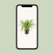 Chlorophytum Comosum Variegatum