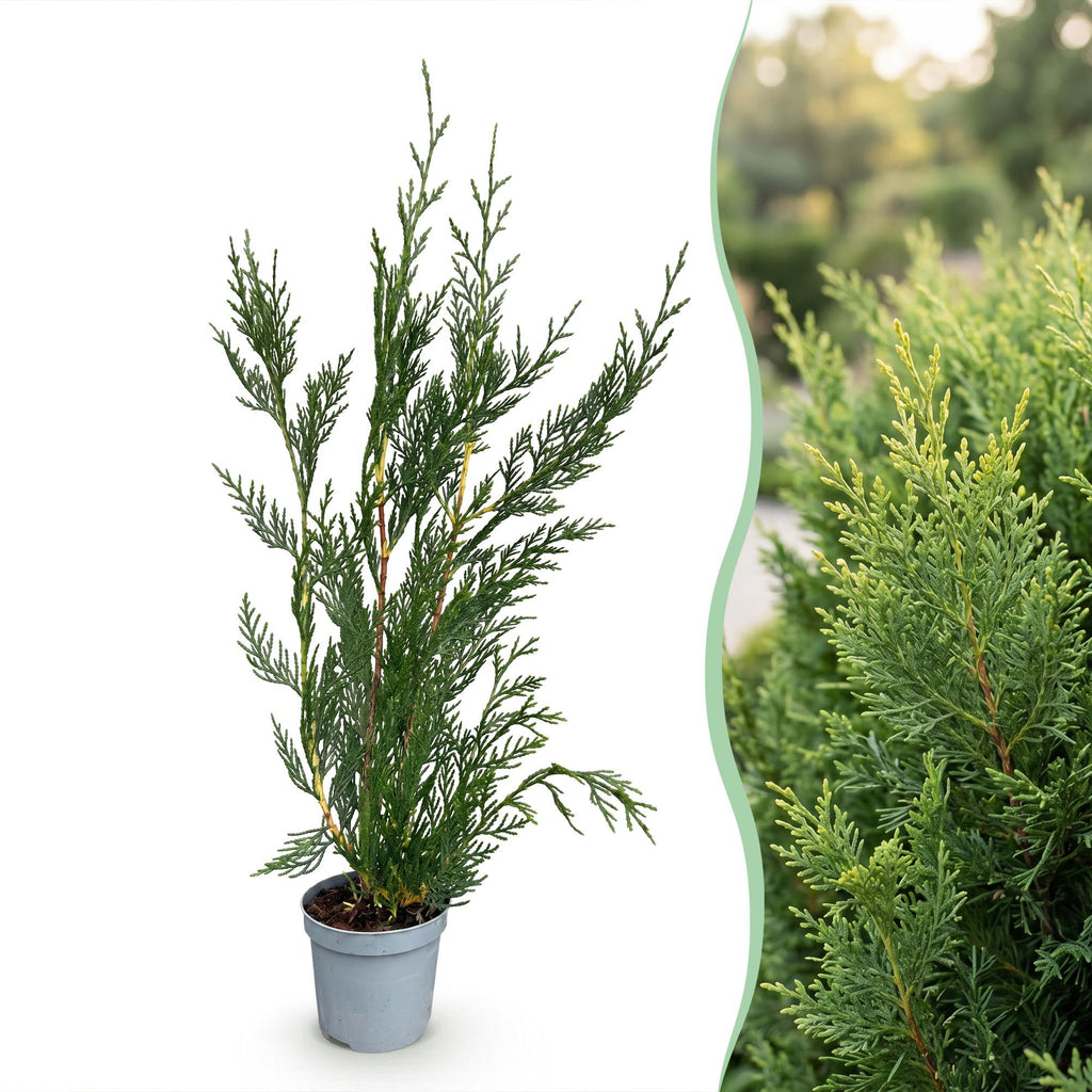 Cupressocyparis leylandii, detail van het blad