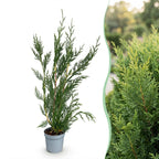 Cupressocyparis leylandii, detail van het blad