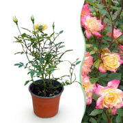 Bodembedekkende roos Tricolor Fairy, geel-roze bloemen