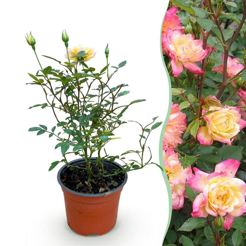 Bodembedekkende roos Tricolor Fairy, geel-roze bloemen, plant voor binnen