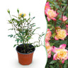 Bodembedekkende roos Tricolor Fairy, geel-roze bloemen