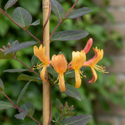 Lonicera x tellmanniana - Tellmann-kamperfoelie