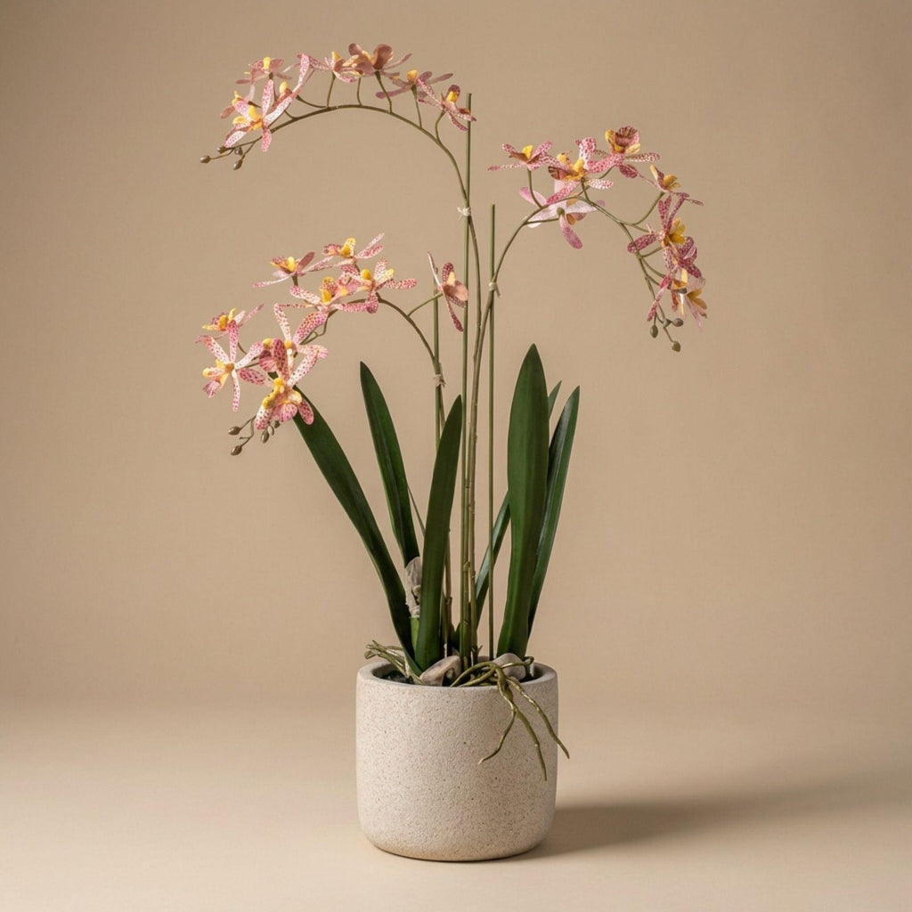 Renanthera Orchidee Roze in pot, kenmerkend blad
