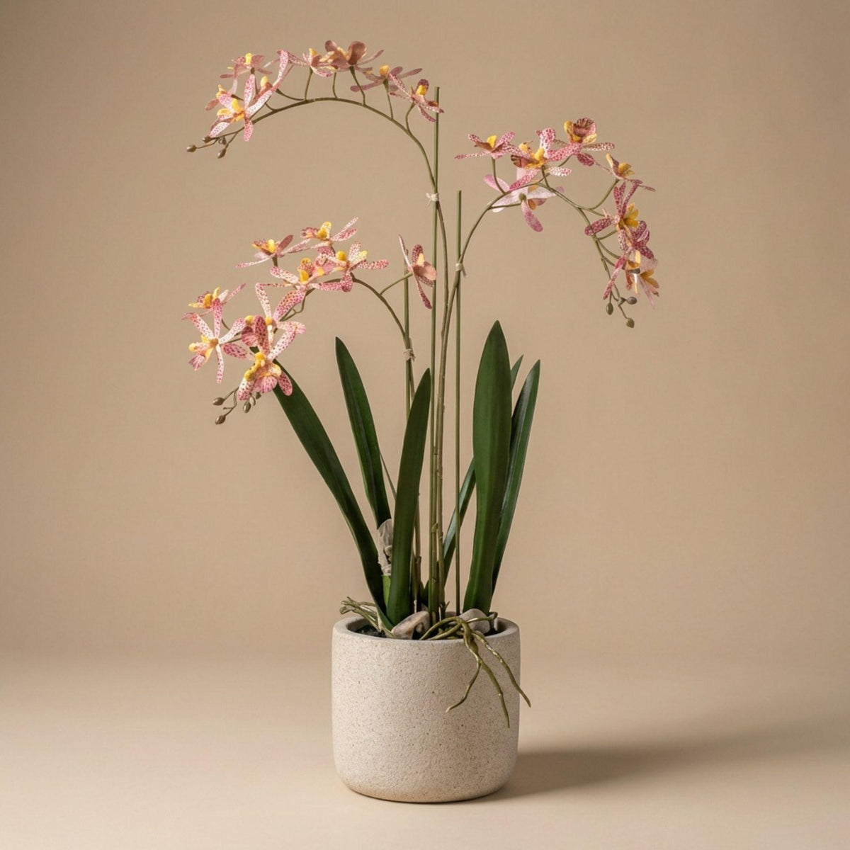 Renanthera Orchidee Roze in pot, kenmerkend blad