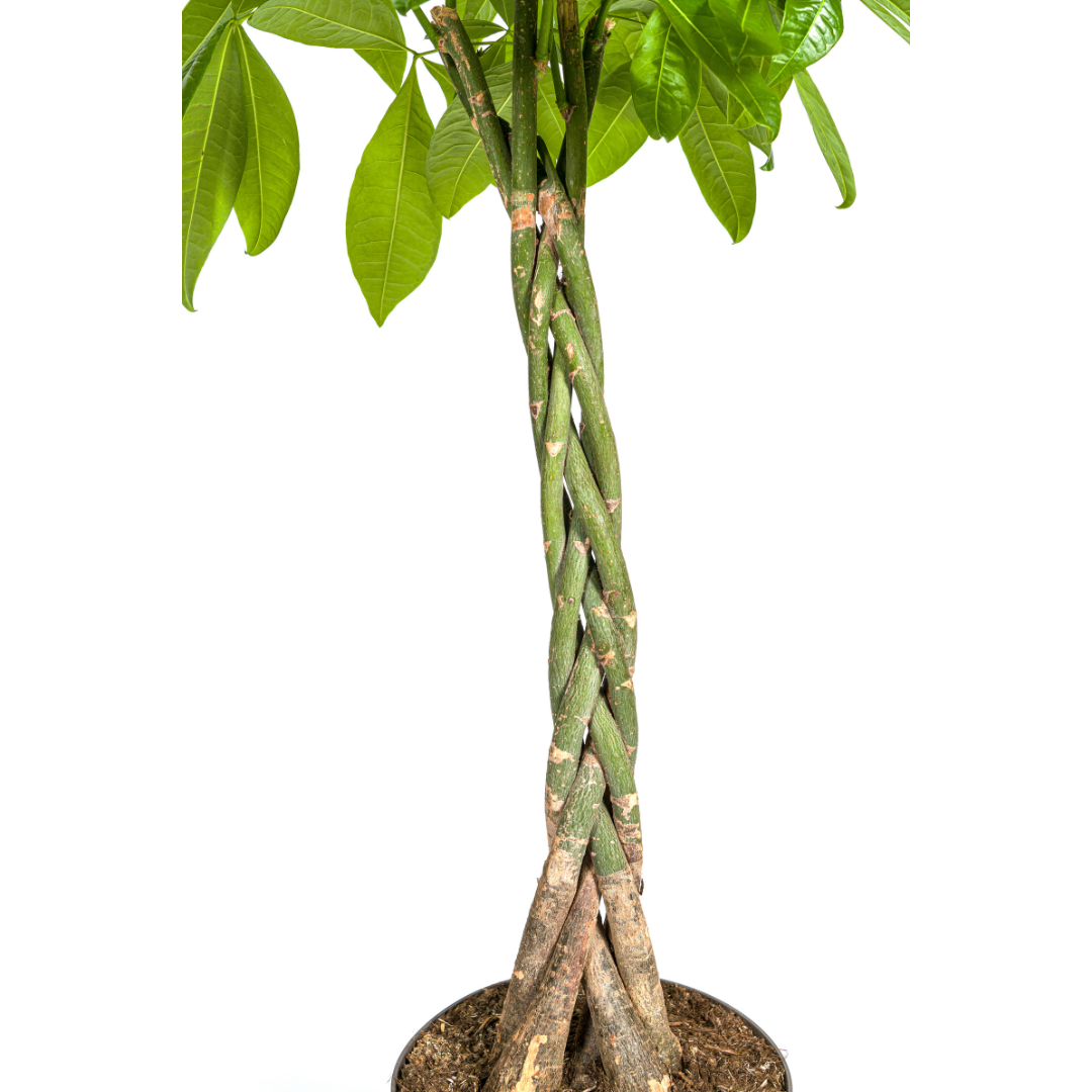 Pachira Aquatica, detail van het blad