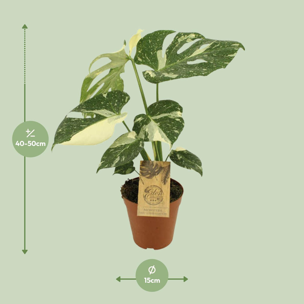Detailfoto van Monstera Thai Constellation