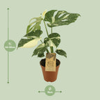 Detailfoto van Monstera Thai Constellation
